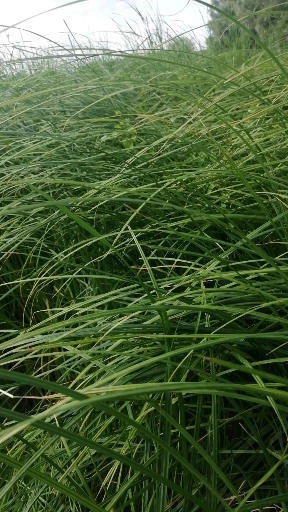 цветок в камышах