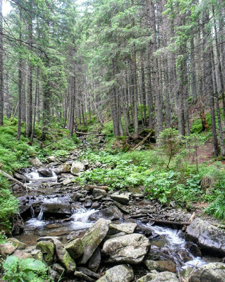 Stream and stones