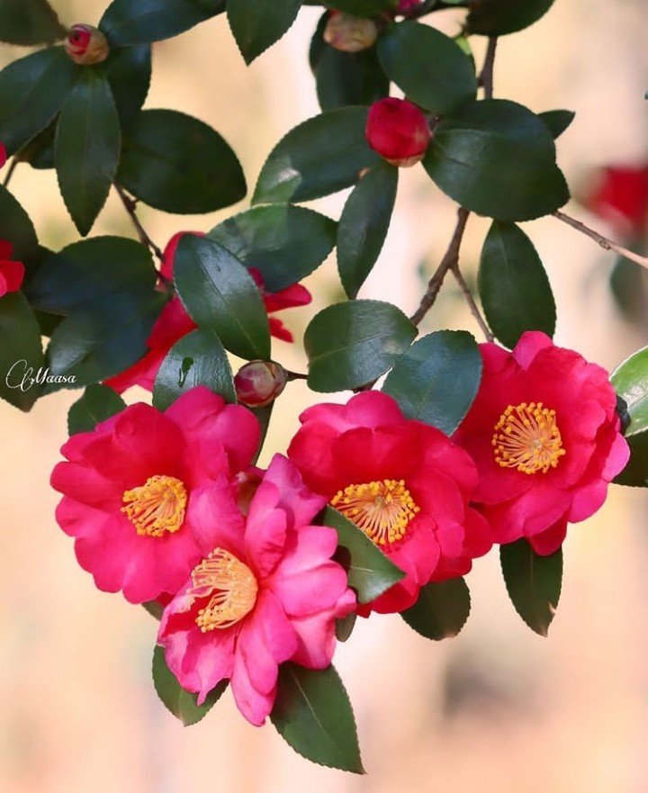 Camellia