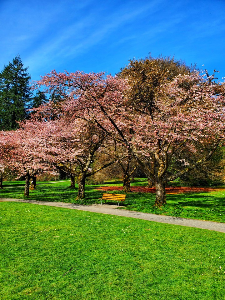 cherryblossoms