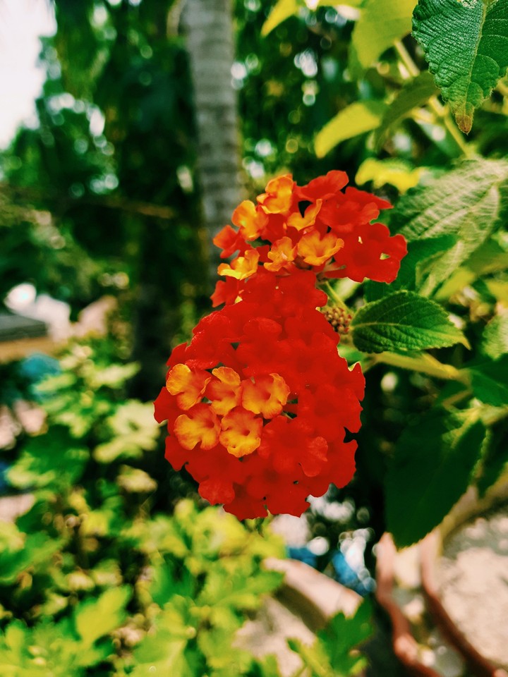 Flower