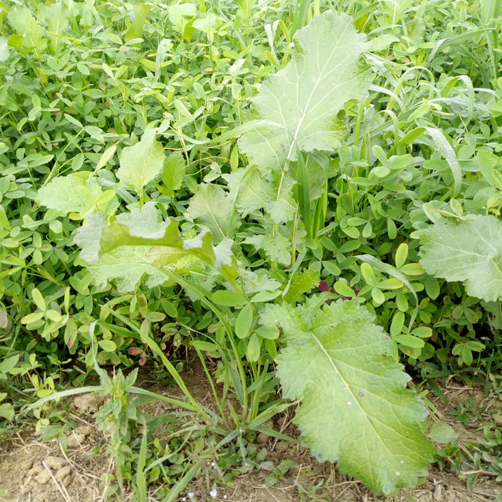 Green Musterd leaf