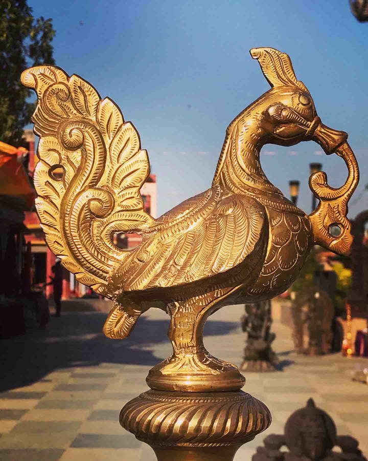 The golden peacock