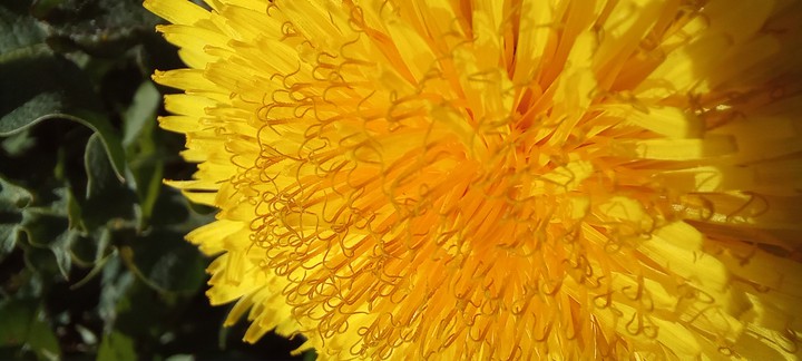 pissenlit flower