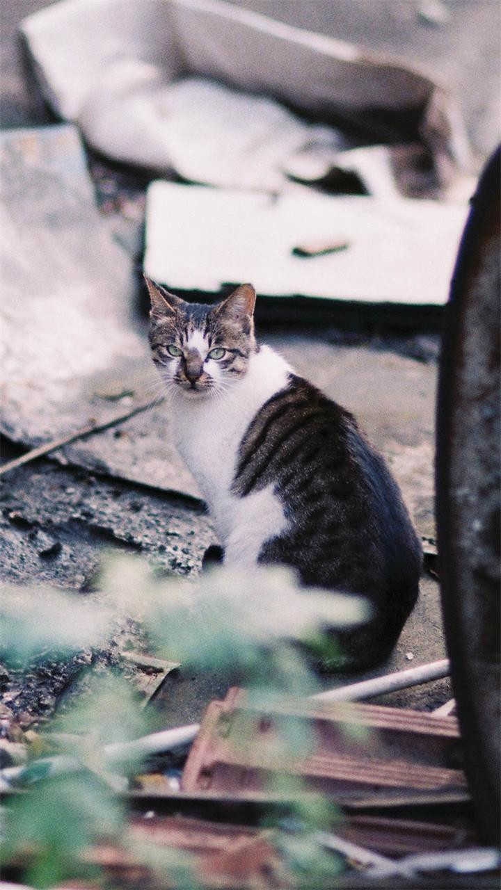 котяра