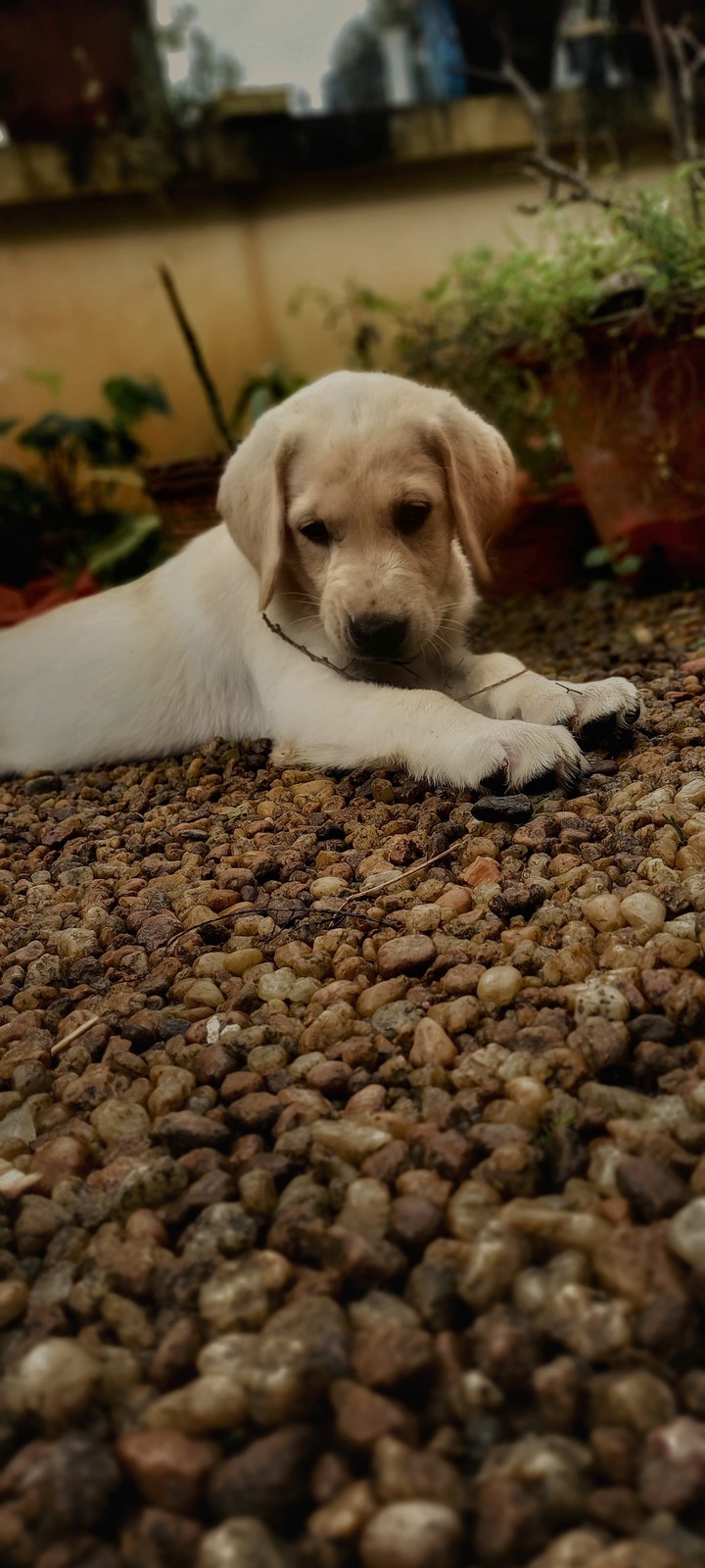 puppy