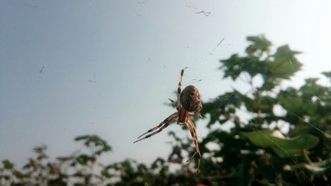 spider