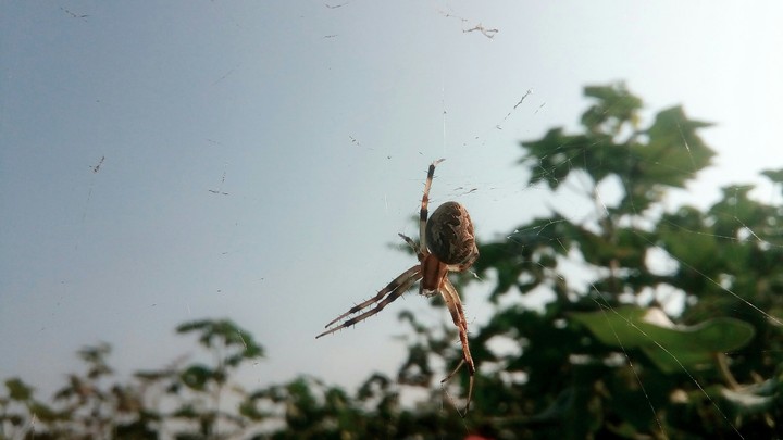 spider