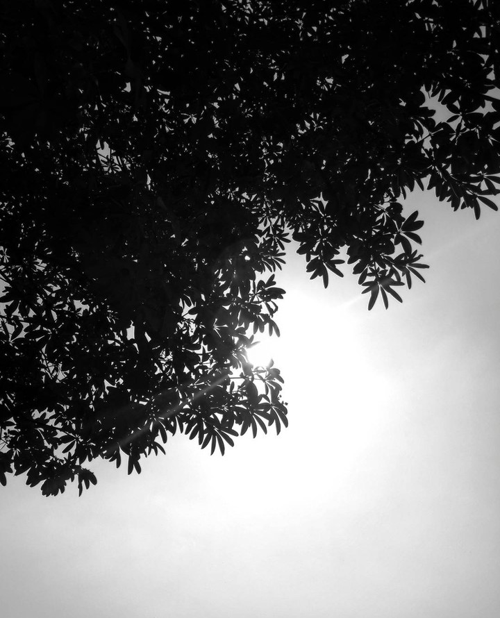 sunlight