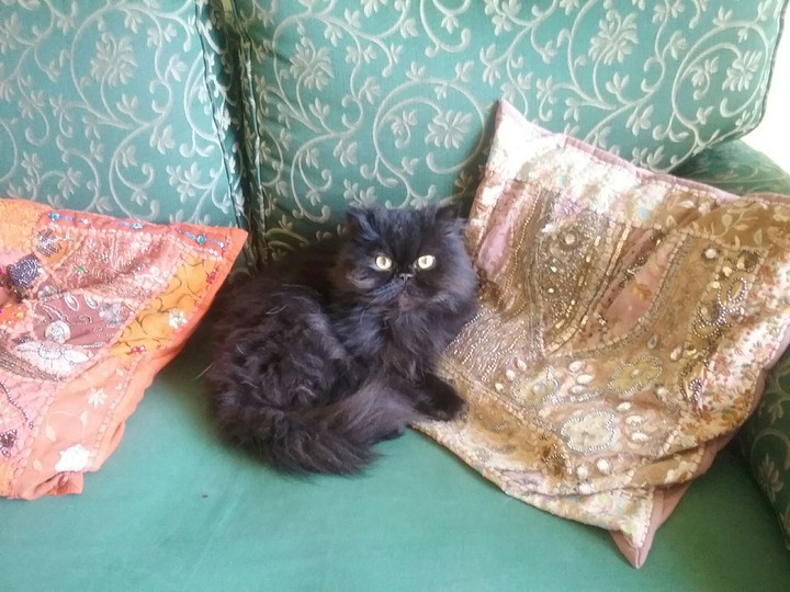cat