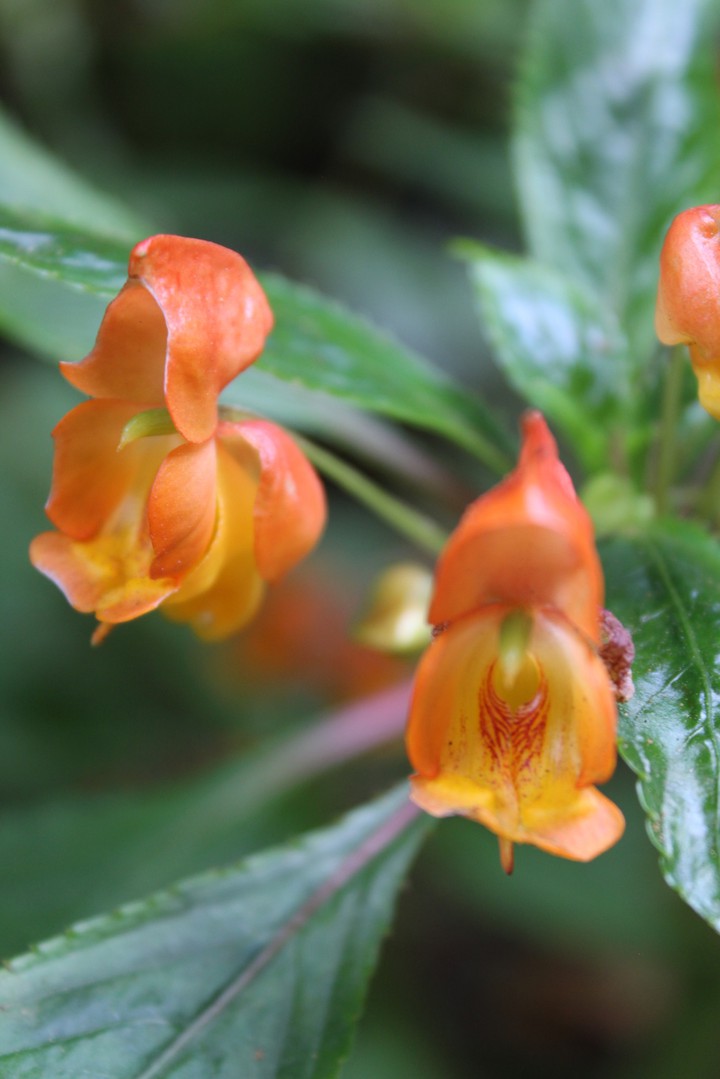different flowers