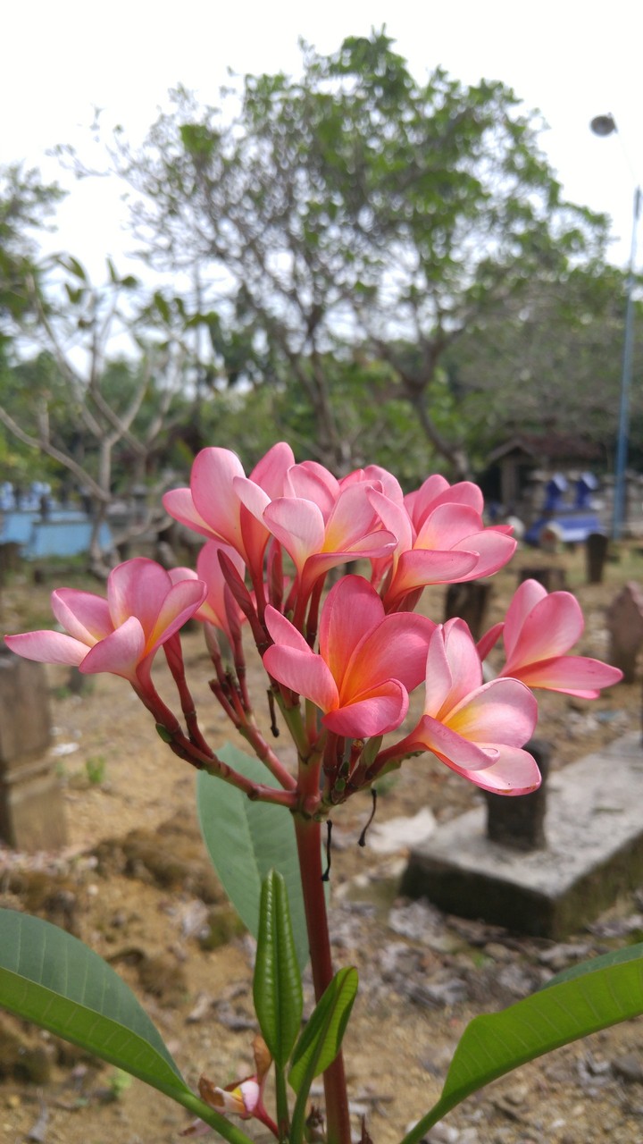 Bunga makam