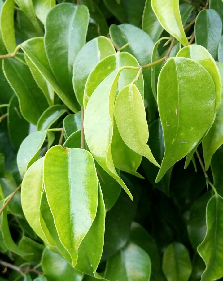 verde brillante.