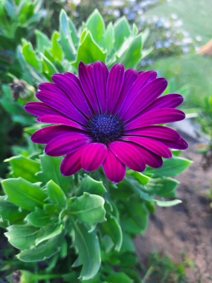 flower