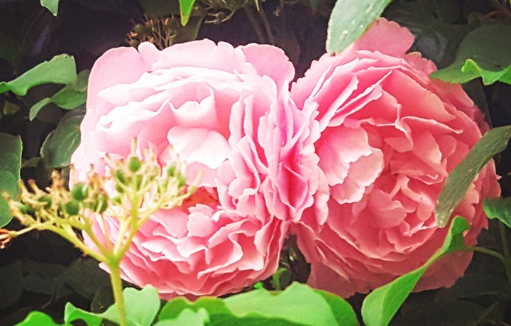 Rose twins