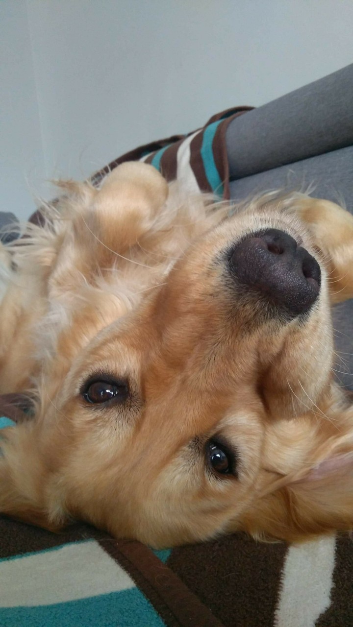 Sweat dog