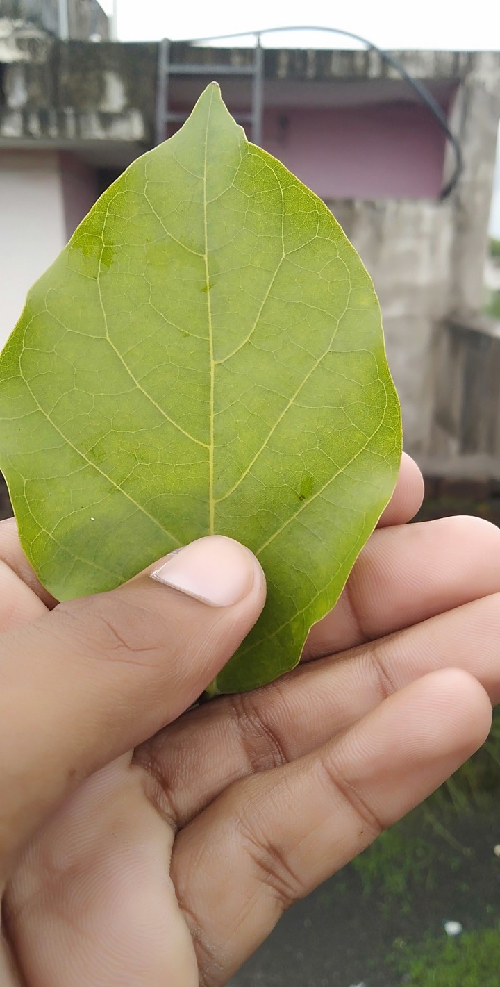 picked a leaf of tree