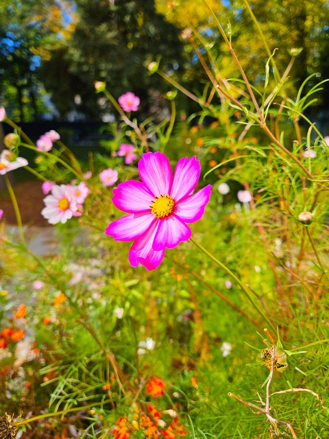 Flower, Petal, Green