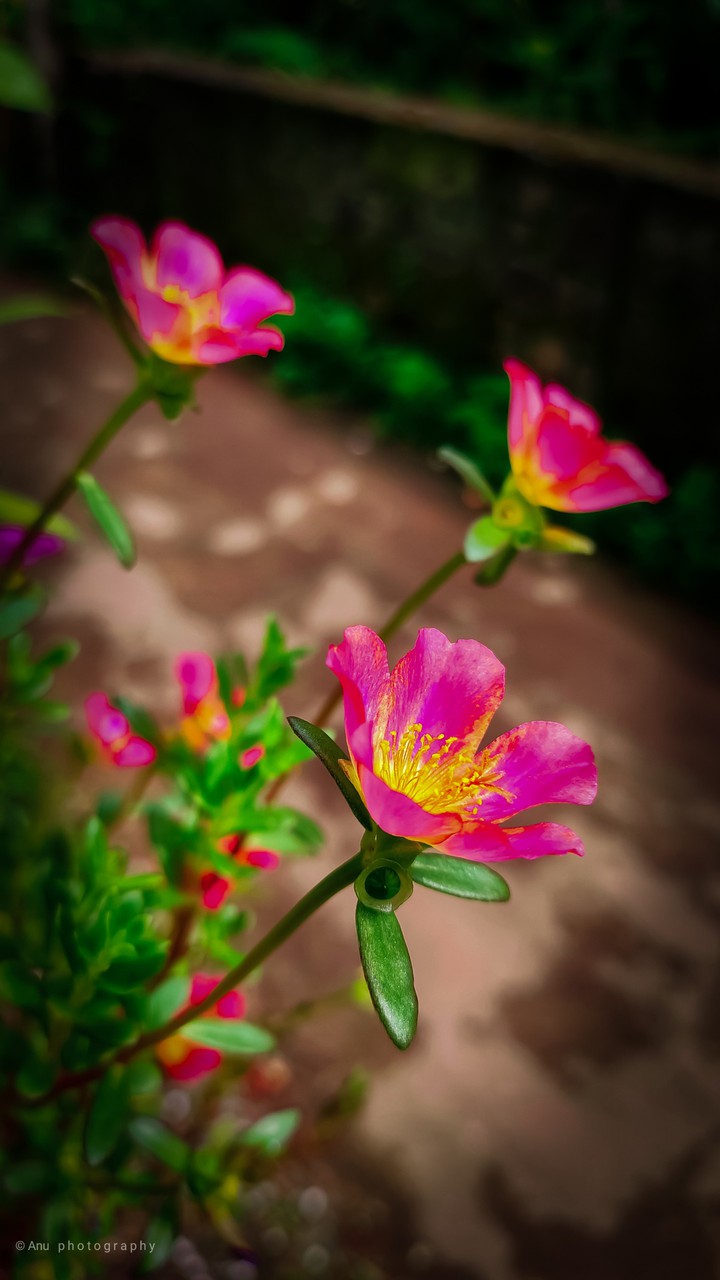 flower