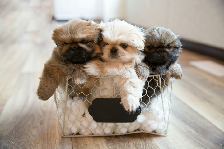 cute little puppies