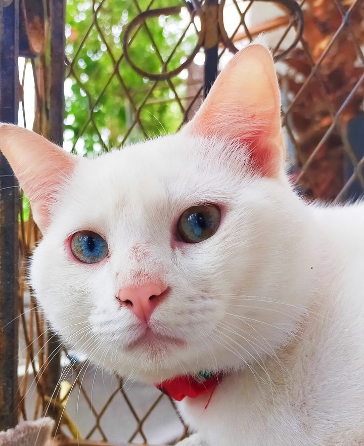 univers eyes , my cat name berlin