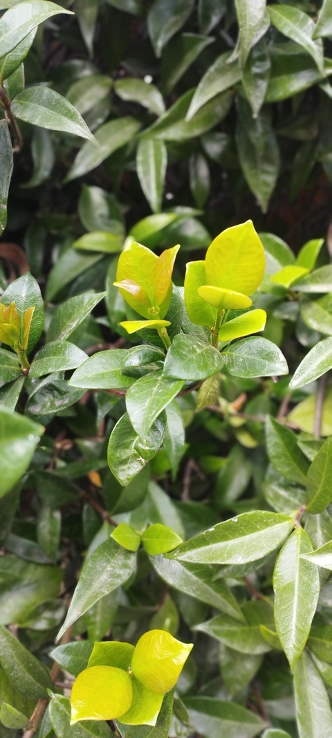Green ?