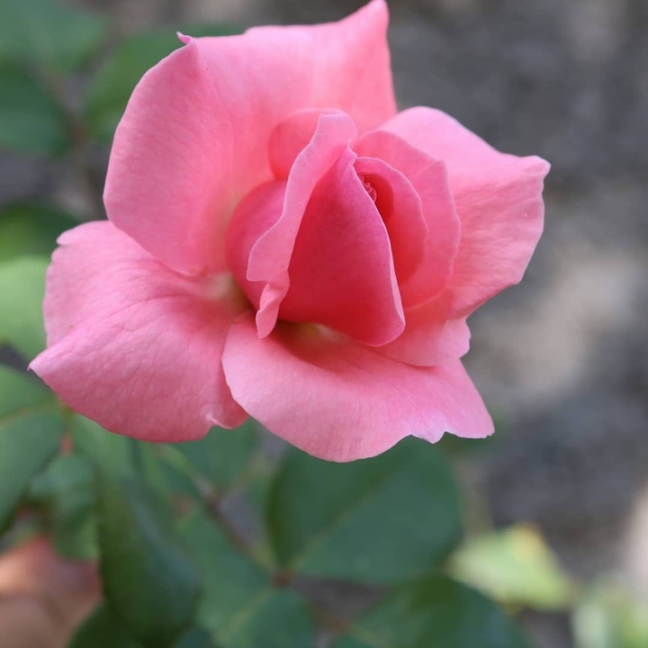 Rosas
