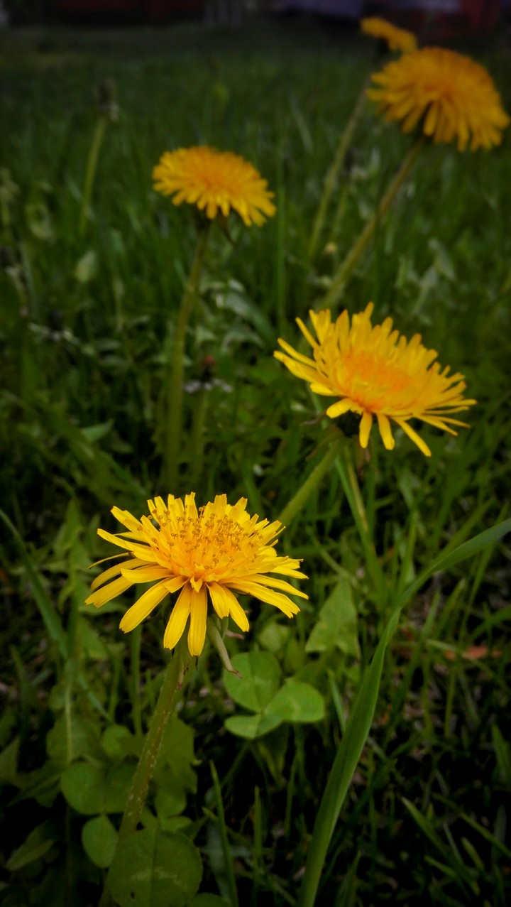 Dandelions