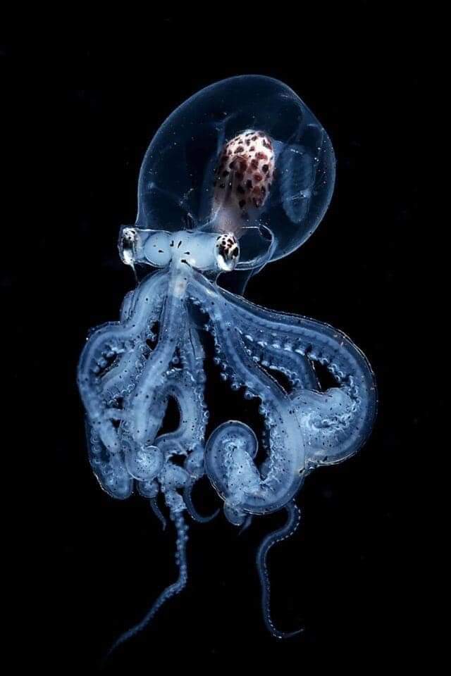 meduza