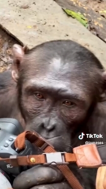 smart Chimpanzee