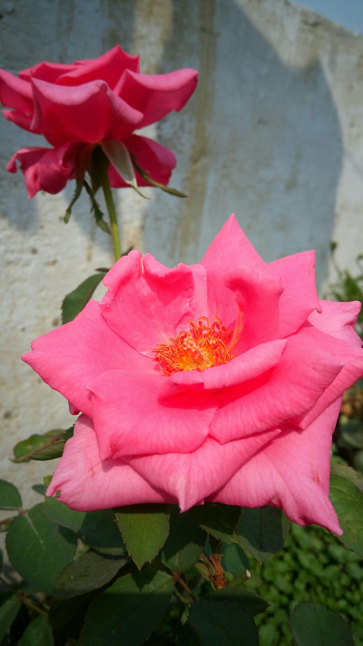 pink rose