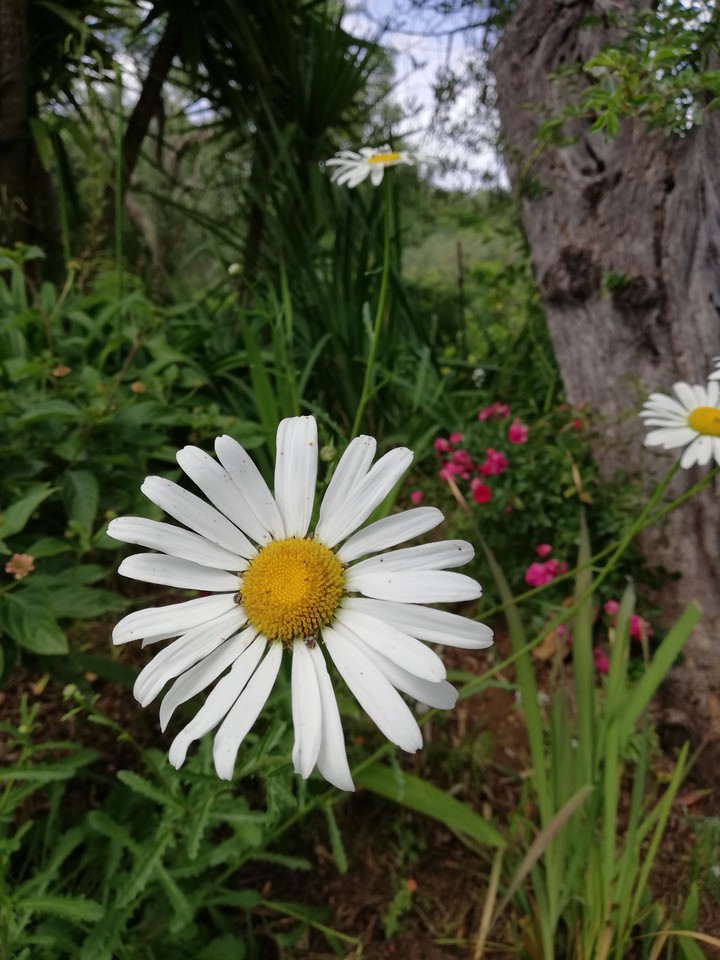 flower