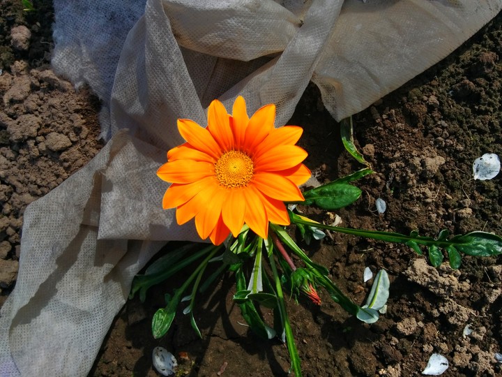 flower