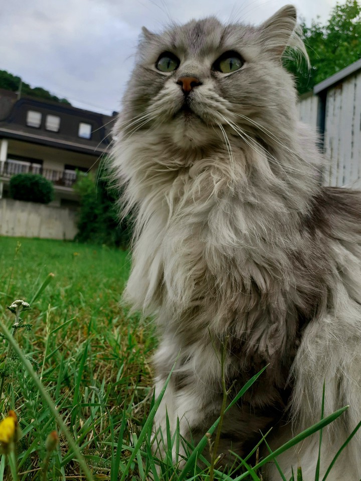 my cat