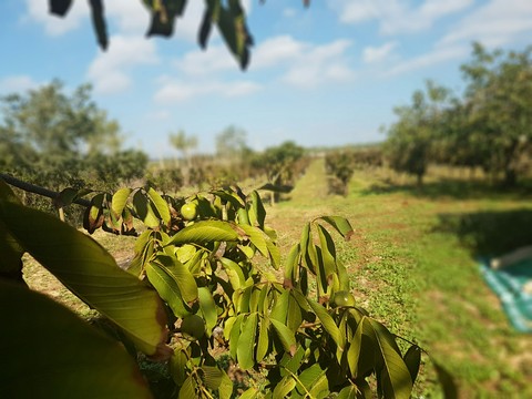 Ulivo e Vigneto