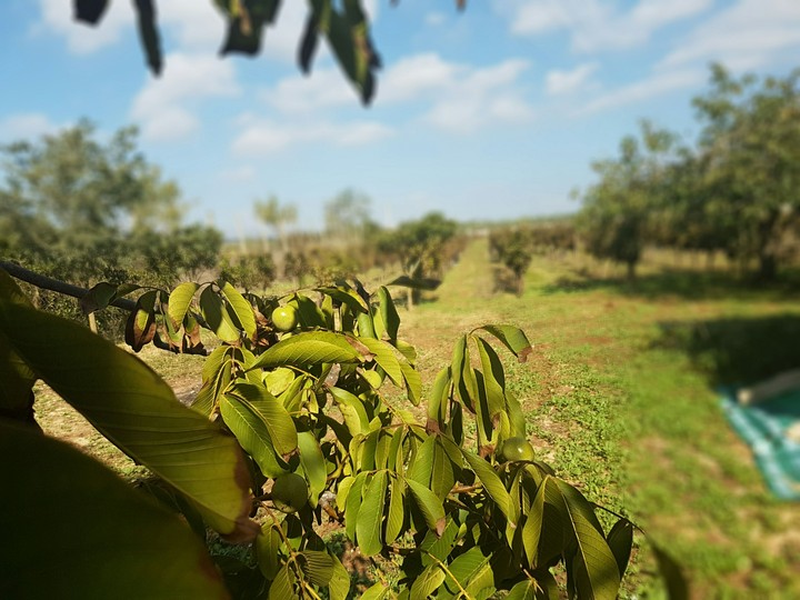 Ulivo e Vigneto