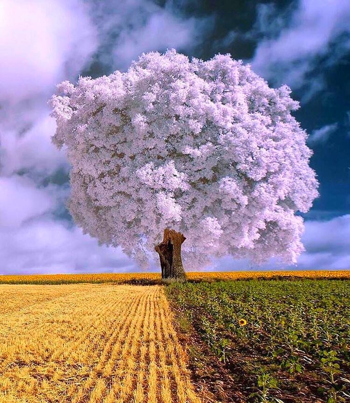 alone tree