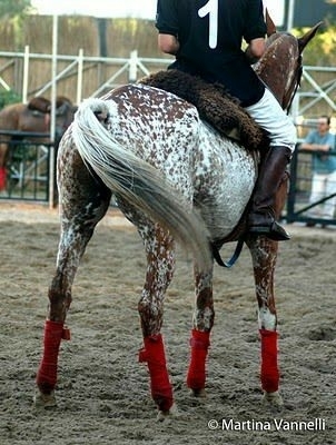 All the Pretty Horses