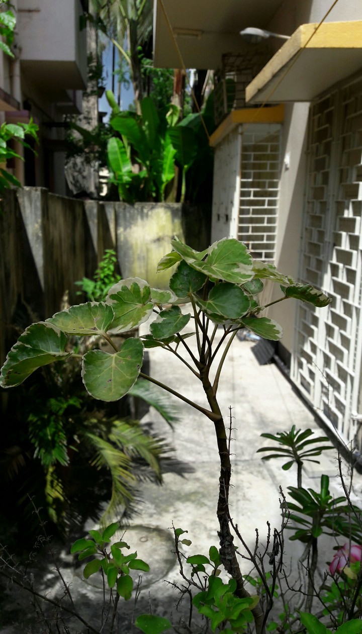 Morning click.