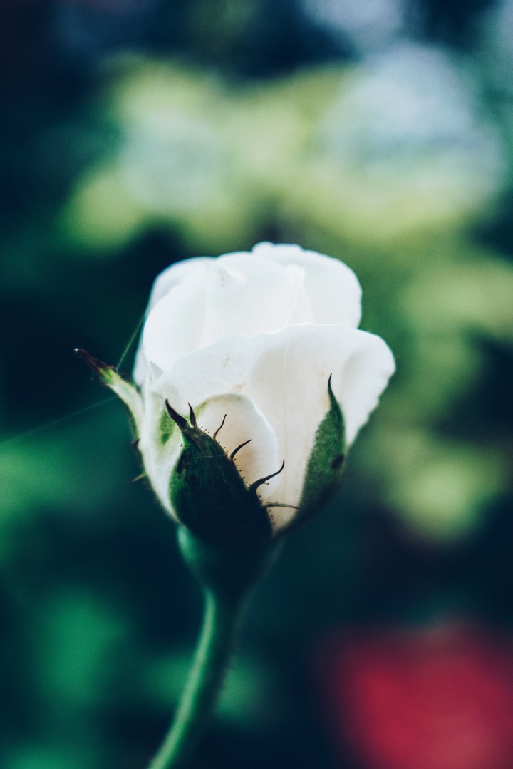White Rose