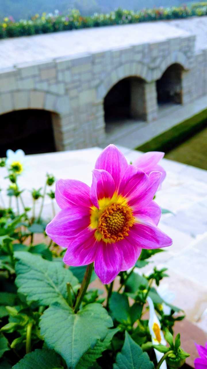 flower