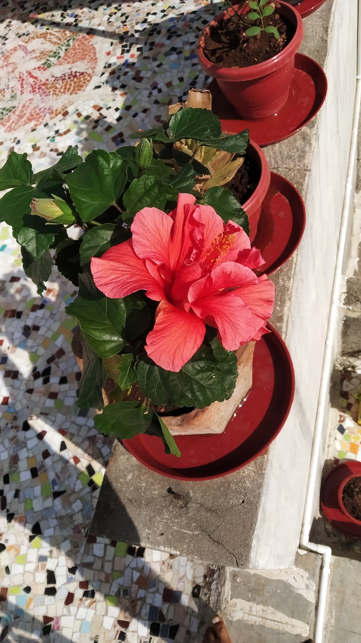 flower