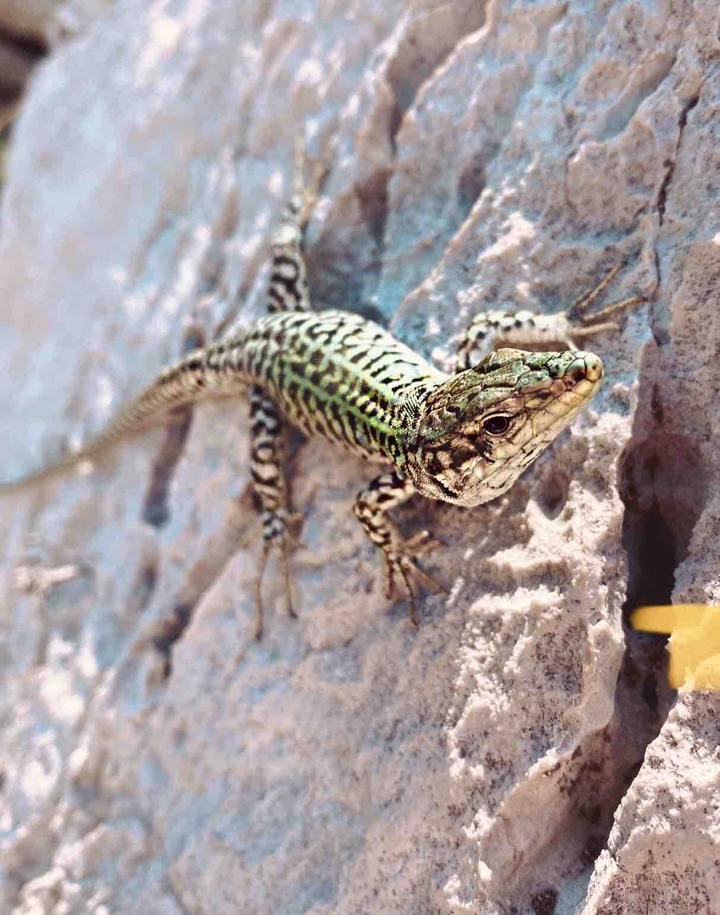 Lizard