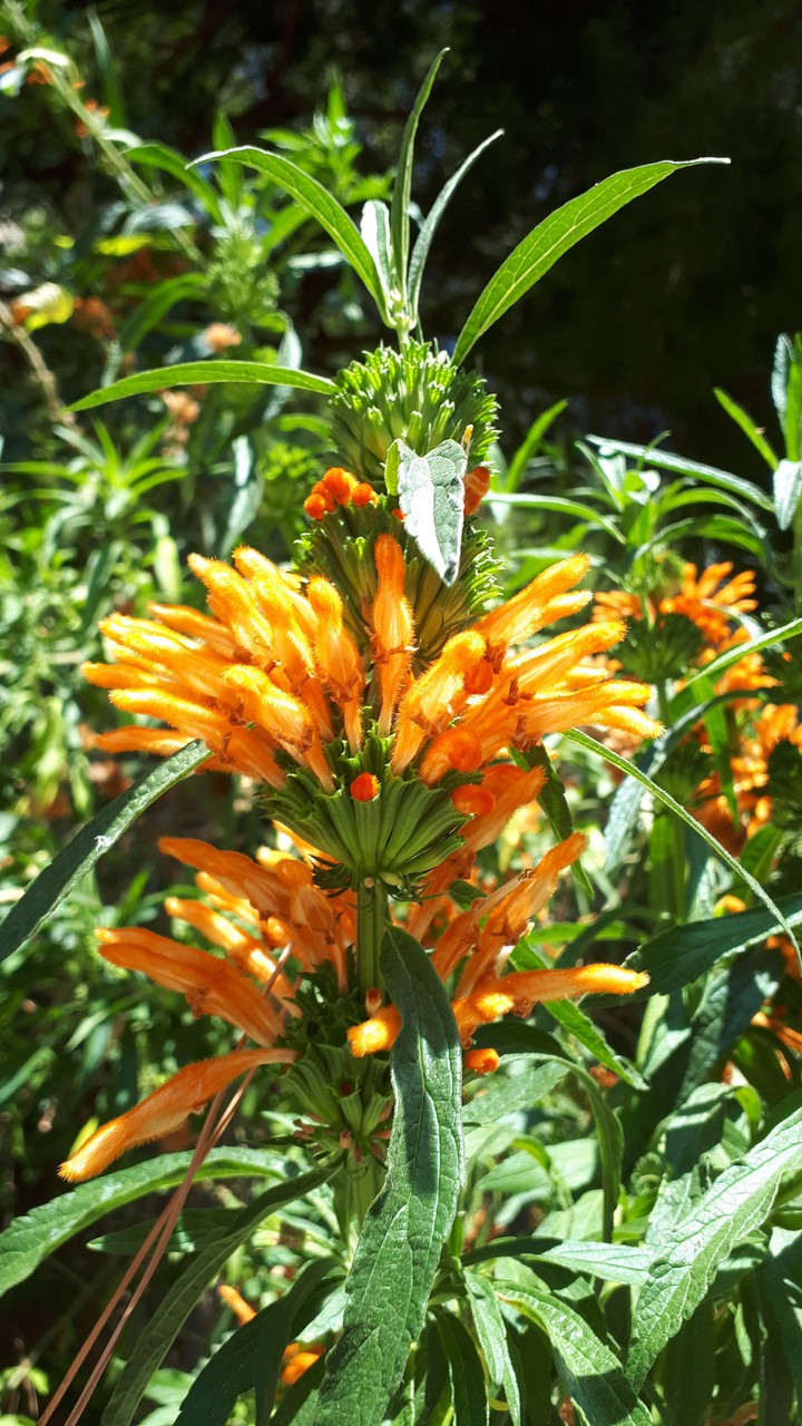 Flower in the Mediterranean