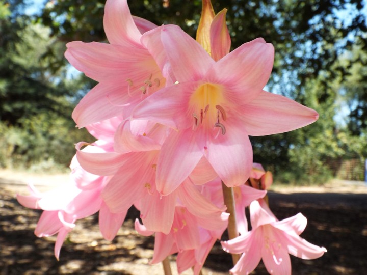 pretty in pink