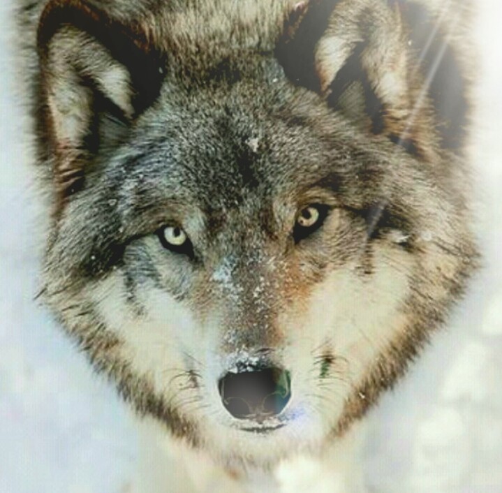 Lobo