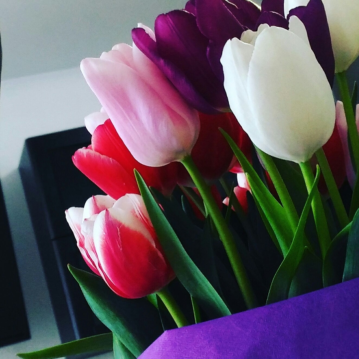 Tulips