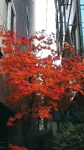 보이는 바람
