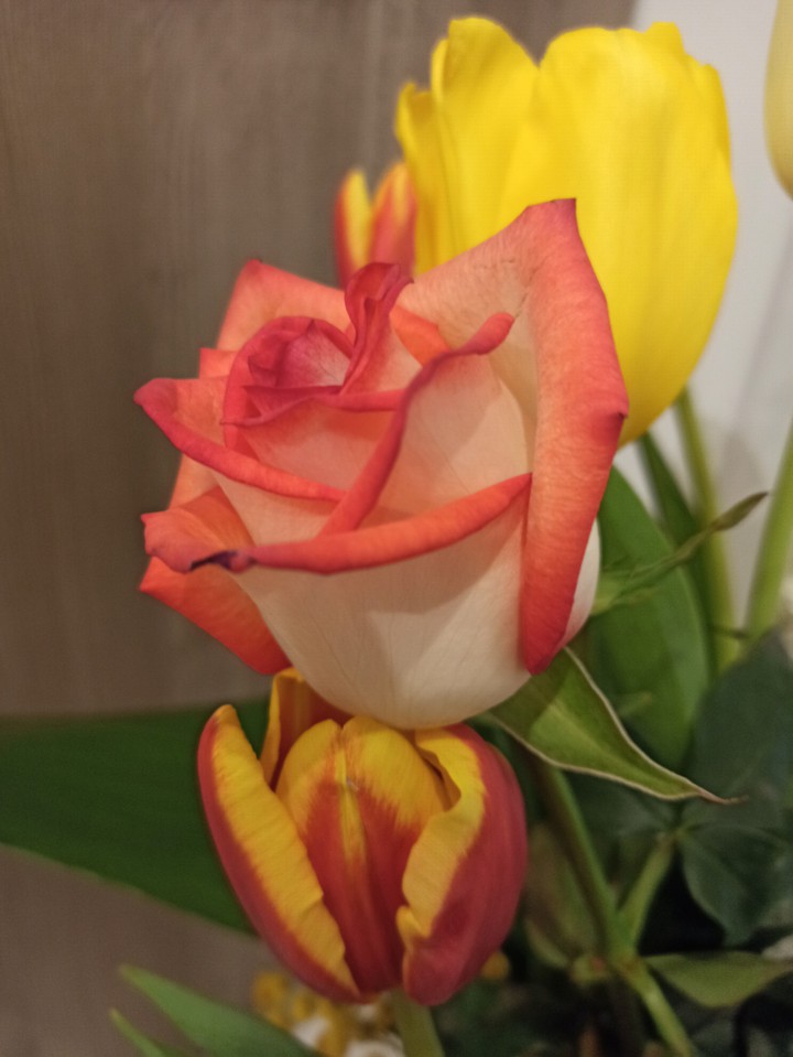 Rosa