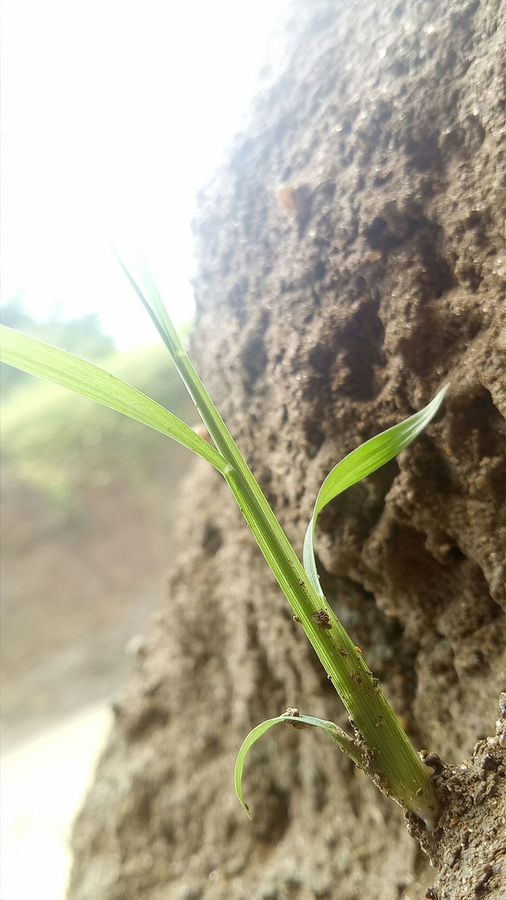 plants